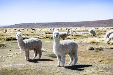And Dağları, And Dağları, Peru 'da bir grup lamba ve alpaka.