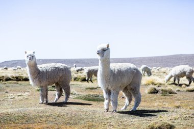 And Dağları, And Dağları, Peru 'da bir grup lamba ve alpaka.