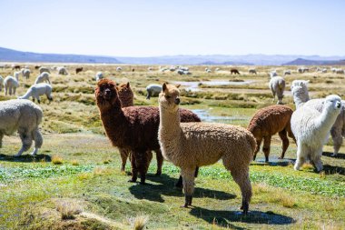 And Dağları, And Dağları, Peru 'da bir grup lamba ve alpaka.