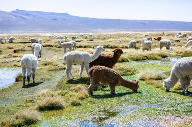 And Dağları, And Dağları, Peru 'da bir grup lamba ve alpaka.