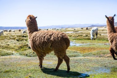 And Dağları, And Dağları, Peru 'da bir grup lamba ve alpaka.