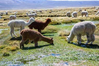 And Dağları, And Dağları, Peru 'da bir grup lamba ve alpaka.