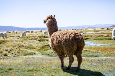 And Dağları, And Dağları, Peru 'da bir grup lamba ve alpaka.