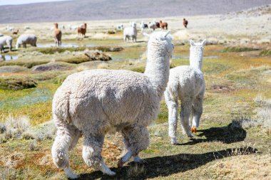 And Dağları, And Dağları, Peru 'da bir grup lamba ve alpaka.
