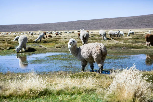 And Dağları, And Dağları, Peru 'da bir grup lamba ve alpaka.