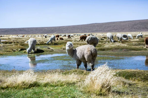 And Dağları, And Dağları, Peru 'da bir grup lamba ve alpaka.