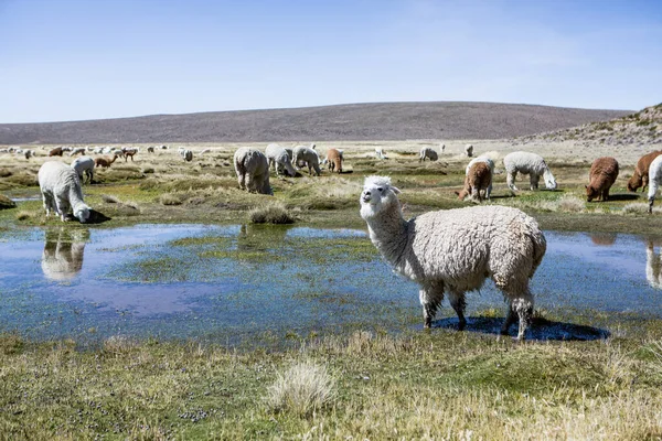 And Dağları, And Dağları, Peru 'da bir grup lamba ve alpaka.