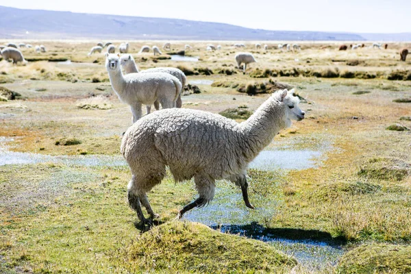 And Dağları, And Dağları, Peru 'da bir grup lamba ve alpaka.