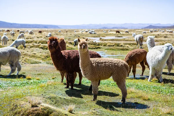 Group Lamas Alpaca Pastureland Andes Mountains Peru — Stock Photo, Image