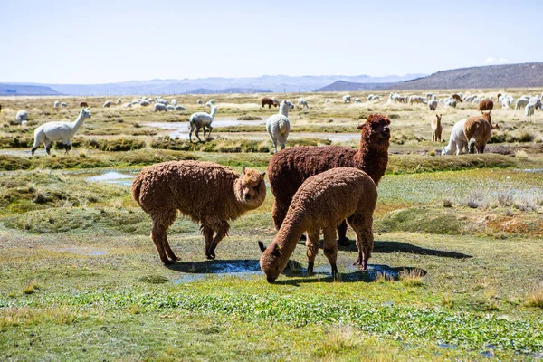 And Dağları, And Dağları, Peru 'da bir grup lamba ve alpaka.
