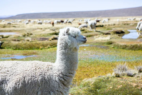And Dağları, And Dağları, Peru 'da bir grup lamba ve alpaka.