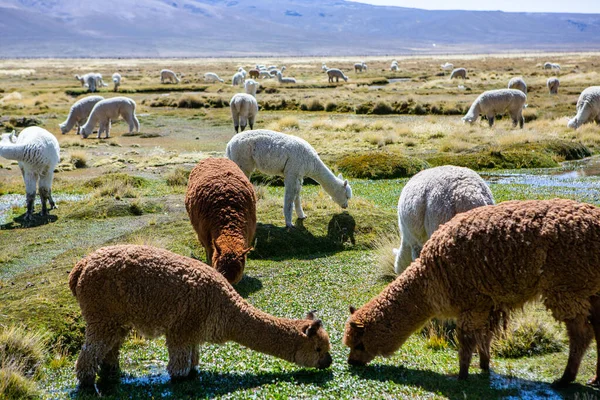 Group Lamas Alpaca Pastualand Andes Mountains Peru — стоковое фото