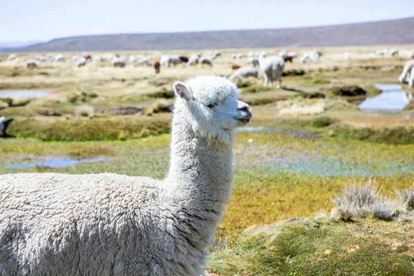 Group Lamas Alpaca Pastureland Andes Mountains Peru — Stock Photo, Image