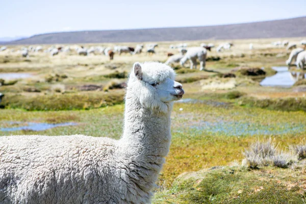 Group Lamas Alpaca Pastualand Andes Mountains Peru — стоковое фото