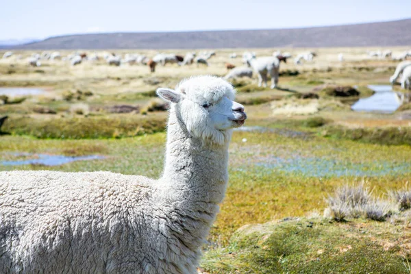 Group Lamas Alpaca Pastureland Andes Mountains Peru — Stock Photo, Image