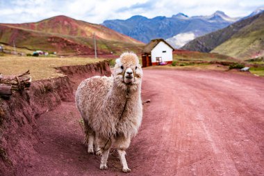 And Dağları, And Dağları veya And Dağları dünyanın en uzun kıta sıradağlarıdır. Peru 'daki güzel dağ manzarası