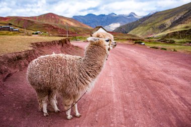And Dağları, And Dağları veya And Dağları dünyanın en uzun kıta sıradağlarıdır. Peru 'daki güzel dağ manzarası