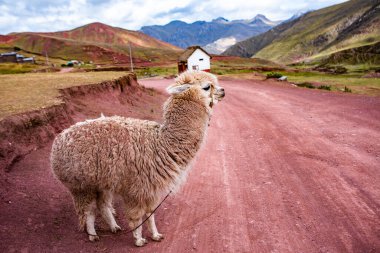 And Dağları, And Dağları veya And Dağları dünyanın en uzun kıta sıradağlarıdır. Peru 'daki güzel dağ manzarası