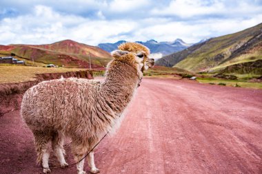 And Dağları, And Dağları veya And Dağları dünyanın en uzun kıta sıradağlarıdır. Peru 'daki güzel dağ manzarası