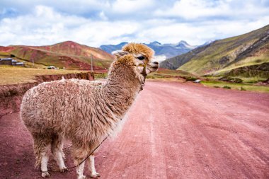 And Dağları, And Dağları veya And Dağları dünyanın en uzun kıta sıradağlarıdır. Peru 'daki güzel dağ manzarası