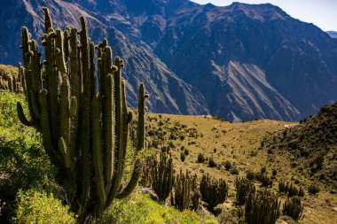 Peru 'daki Colca Kanyonu manzarası. O, dünyadaki en derin kanyonlardan biridir. Latin Amerika 'nın güzel doğası.