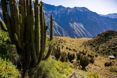 Peru 'daki Colca Kanyonu manzarası. O, dünyadaki en derin kanyonlardan biridir. Latin Amerika 'nın güzel doğası.