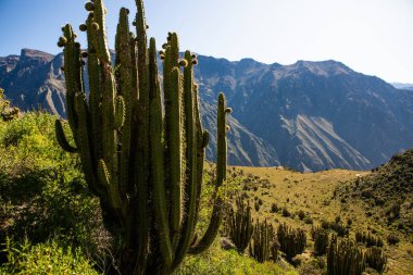 Peru 'daki Colca Kanyonu manzarası. O, dünyadaki en derin kanyonlardan biridir. Latin Amerika 'nın güzel doğası.