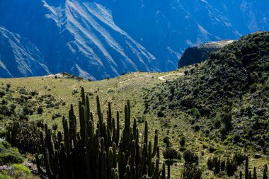 Peru 'daki Colca Kanyonu manzarası. O, dünyadaki en derin kanyonlardan biridir. Latin Amerika 'nın güzel doğası.