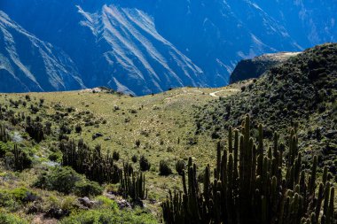 Peru 'daki Colca Kanyonu manzarası. O, dünyadaki en derin kanyonlardan biridir. Latin Amerika 'nın güzel doğası.