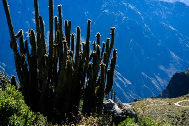 Peru 'daki Colca Kanyonu manzarası. O, dünyadaki en derin kanyonlardan biridir. Latin Amerika 'nın güzel doğası.