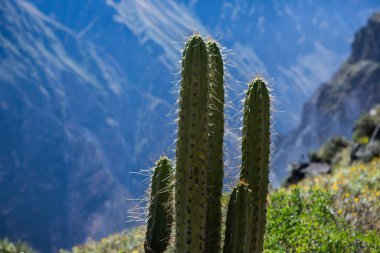 Peru 'daki Colca Kanyonu manzarası. O, dünyadaki en derin kanyonlardan biridir. Latin Amerika 'nın güzel doğası.