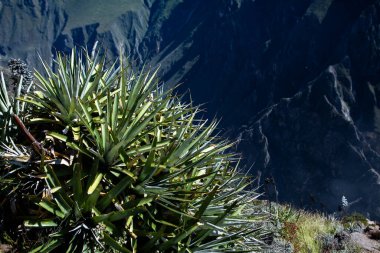 Peru 'daki Colca Kanyonu manzarası. O, dünyadaki en derin kanyonlardan biridir. Latin Amerika 'nın güzel doğası.
