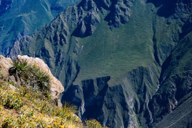Peru 'daki Colca Kanyonu manzarası. O, dünyadaki en derin kanyonlardan biridir. Latin Amerika 'nın güzel doğası.
