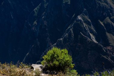 Peru 'daki Colca Kanyonu manzarası. O, dünyadaki en derin kanyonlardan biridir. Latin Amerika 'nın güzel doğası.