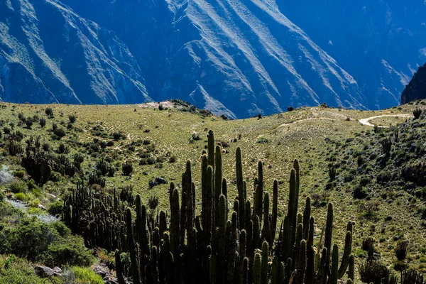 Вид Каньон Колка Перу Один Самых Глубоких Каньонов Мире Красивая — стоковое фото