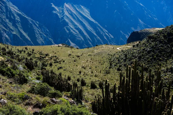 Вид Каньон Колка Перу Один Самых Глубоких Каньонов Мире Красивая — стоковое фото