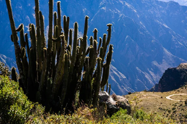 Vista Del Cañón Del Colca Perú Uno Los Cañones Más —  Fotos de Stock