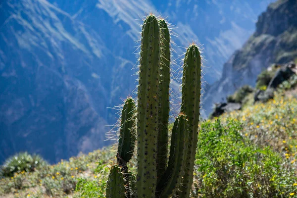 View Colca Canyon Peru One Deepest Canyons World Beautiful Nature — Stock Photo, Image