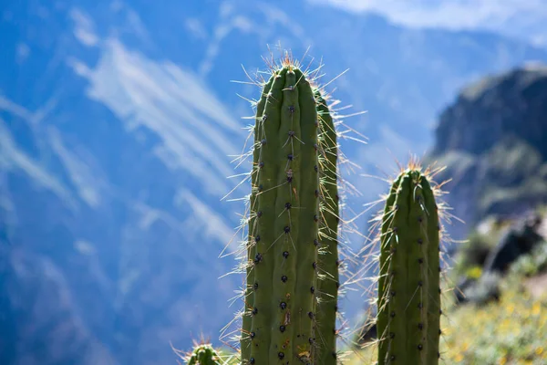 Vista Del Cañón Del Colca Perú Uno Los Cañones Más —  Fotos de Stock