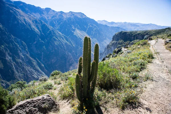 Vista Del Cañón Del Colca Perú Uno Los Cañones Más — Foto de Stock