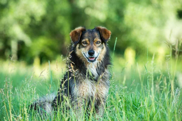 Mutlu bir köpek çimenlerde poz verir.