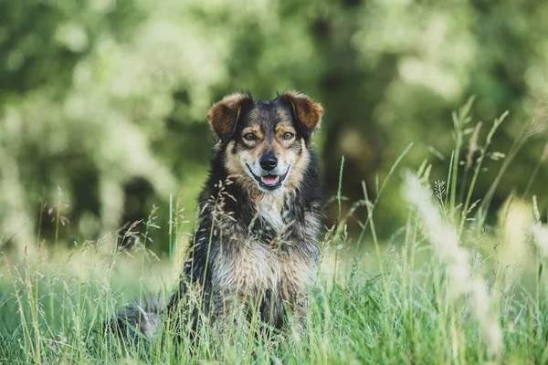 Mutlu bir köpek çimenlerde poz verir.