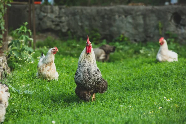 Несколько Красивых Цыплят Гуляют Двору Стране Зеленой Травой — стоковое фото