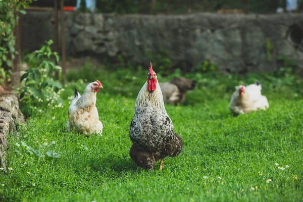 Gyönyörű Csirkék Mászkálnak Udvaron Zöld Fűvel — Stock Fotó