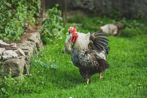 Несколько Красивых Цыплят Гуляют Двору Стране Зеленой Травой — стоковое фото