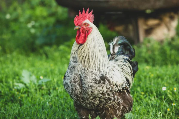 Gyönyörű Csirkék Mászkálnak Udvaron Zöld Fűvel — Stock Fotó