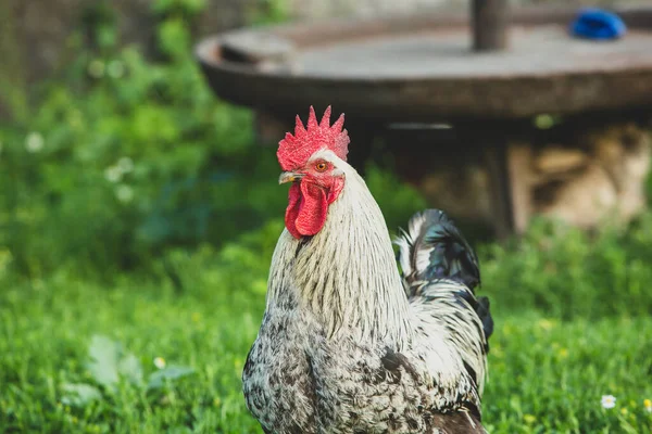 Gyönyörű Csirkék Mászkálnak Udvaron Zöld Fűvel — Stock Fotó
