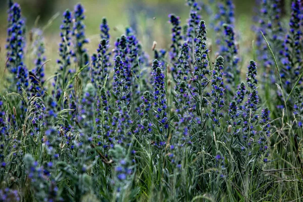 Fotografie Mit Wunderschöner Natur Aus Moldawien Sommer Landschaft Europa — Stockfoto