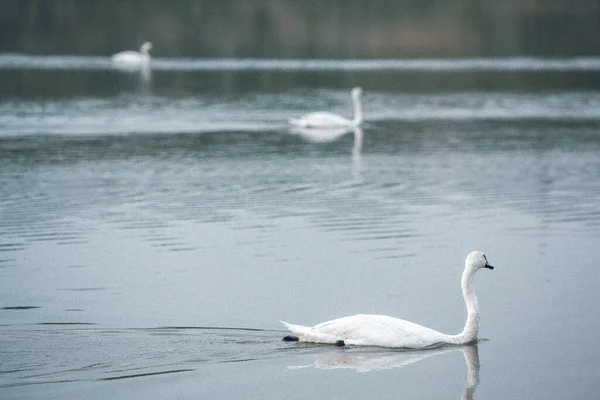 Schöner Weißer Schwan Auf Dem See — Stockfoto