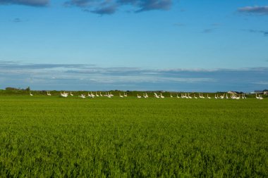 Yazın İzlanda 'da çok güzel bir manzara. Volkanik bir adada masum doğa